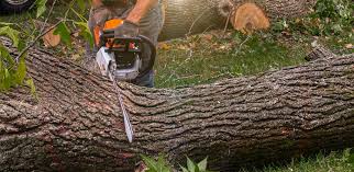 Best Hazardous Tree Removal  in Shelby, MI